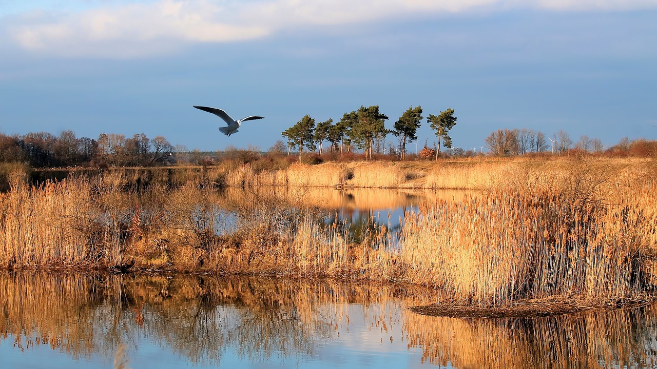 landscape winter sunny day free photo