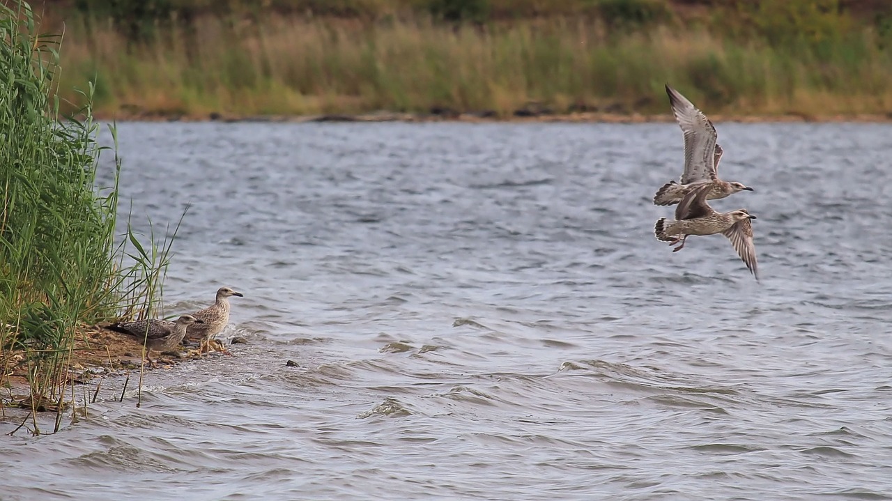 landscape lake gulls free photo