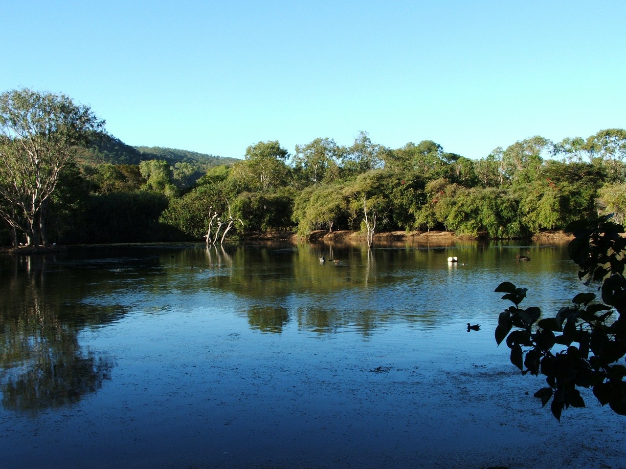 landscape nature trees free photo