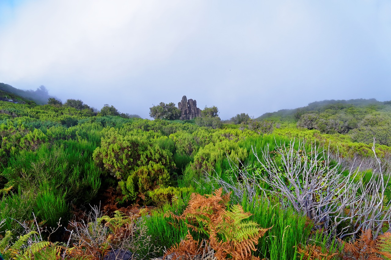 landscape madeira highlands free photo