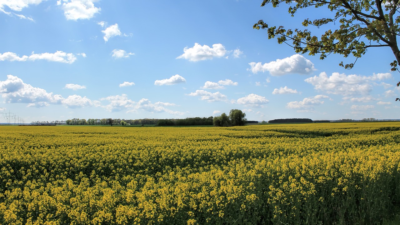 landscape nature fields free photo