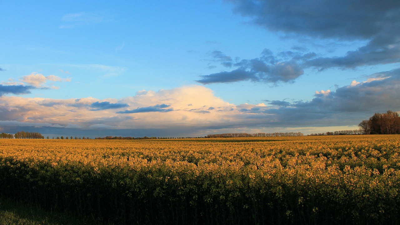 landscape nature fields free photo