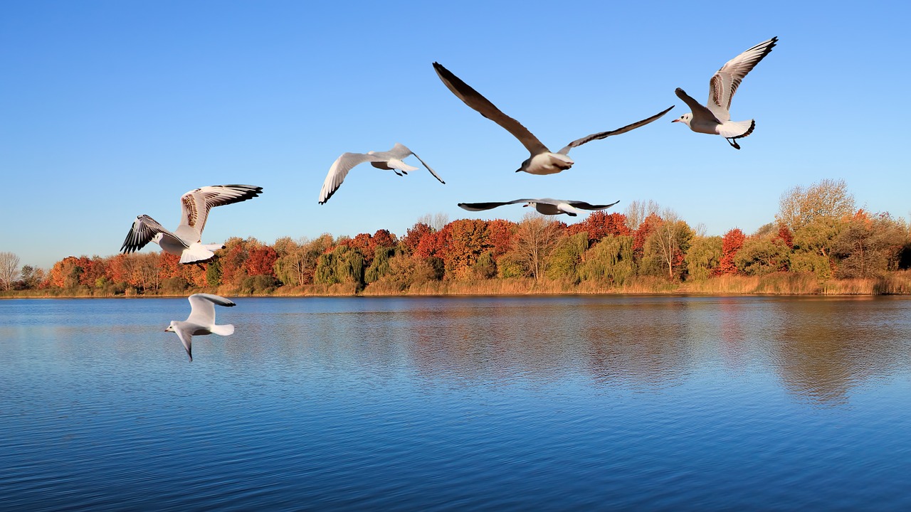 landscape lake trees free photo