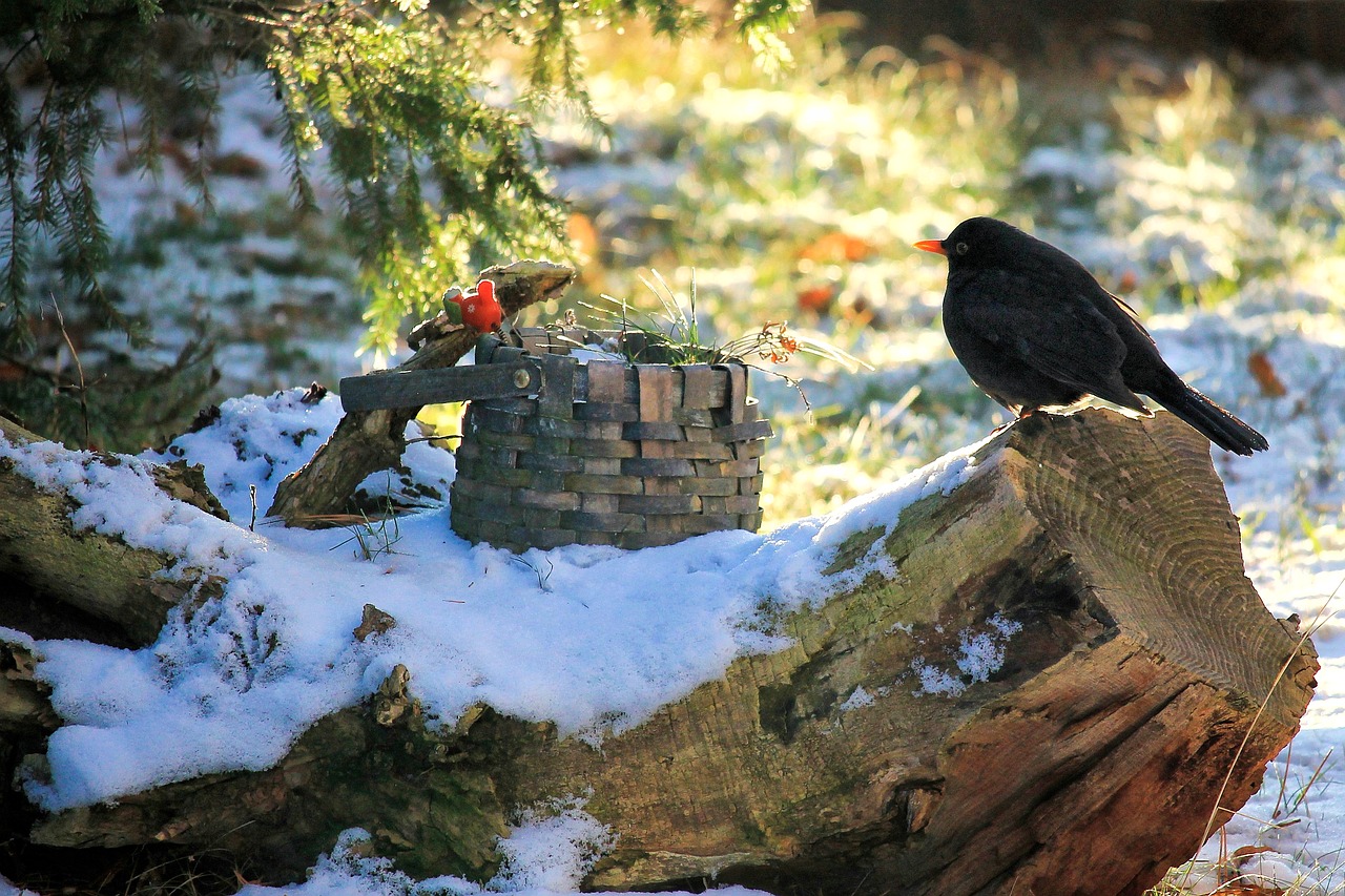 landscape bird blackbird free photo