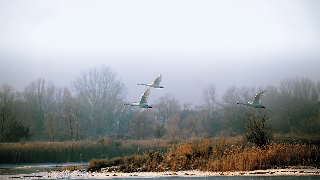 landscape winter swans free photo