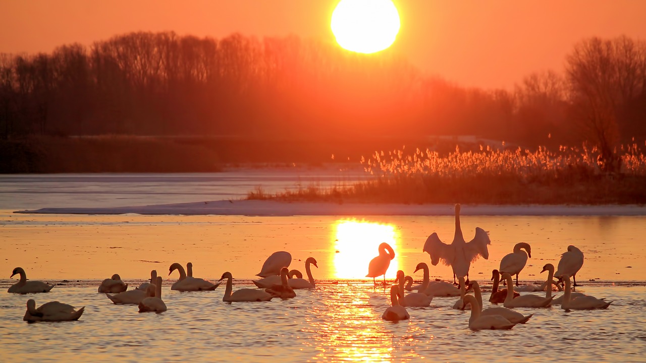 landscape sunrise swans free photo