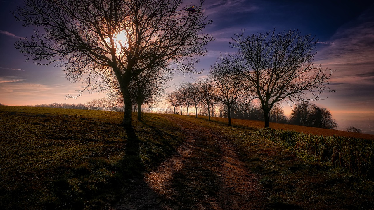 landscape trees nature free photo