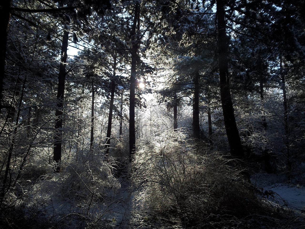 landscape trees snow free photo