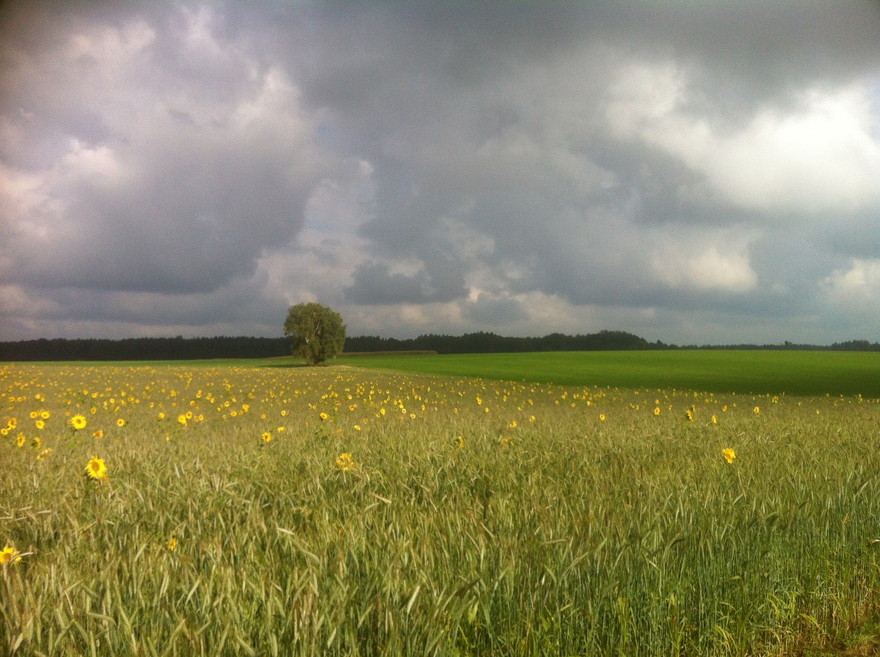 landscape sunflower field nature free photo