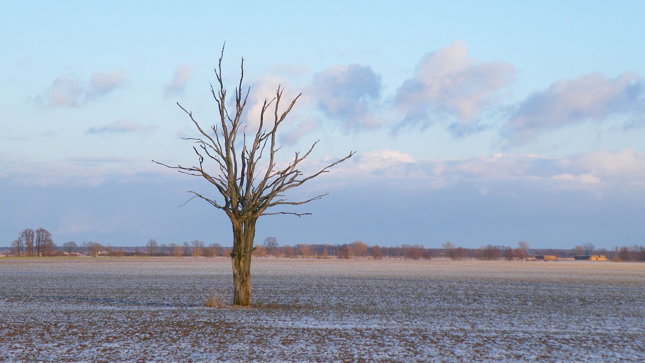 landscape winter tree free photo