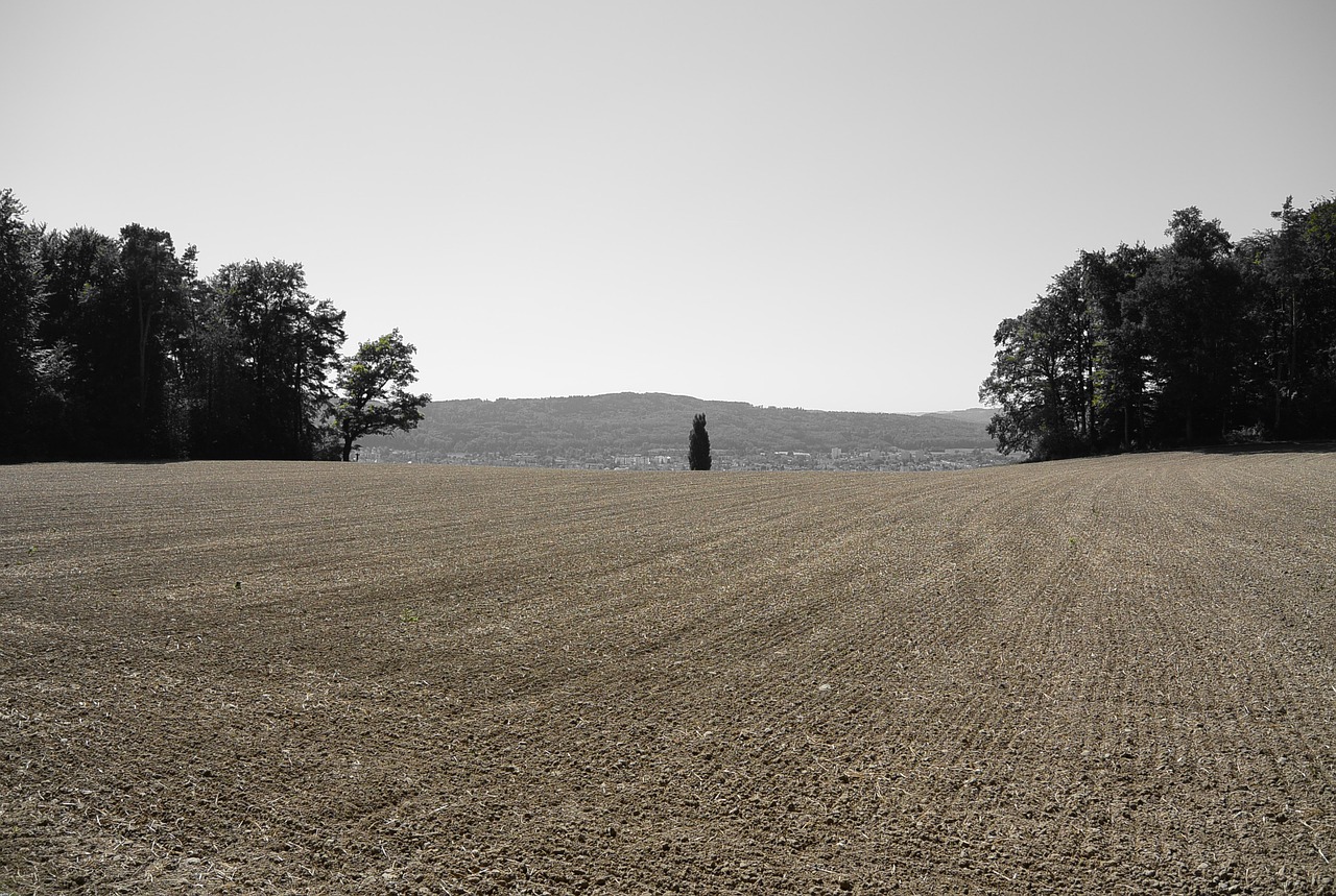 landscape field nature free photo