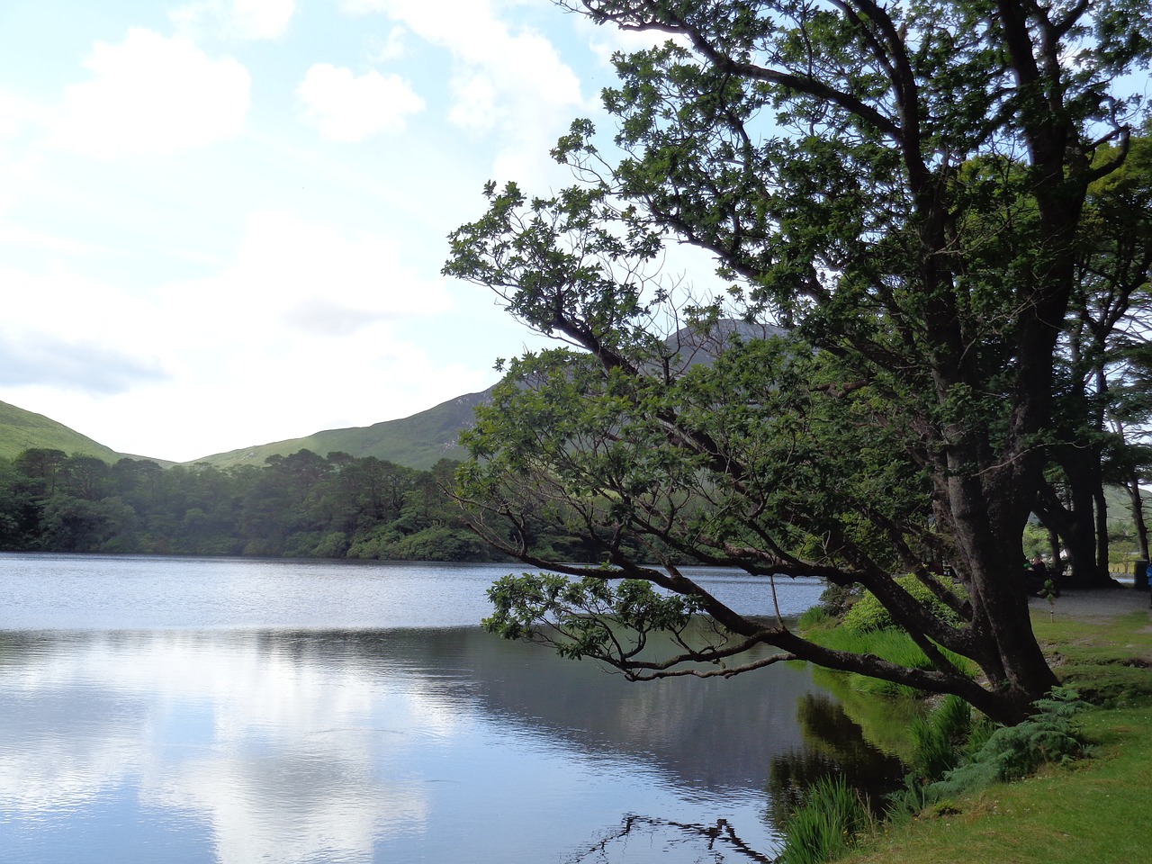 landscape tree water free photo