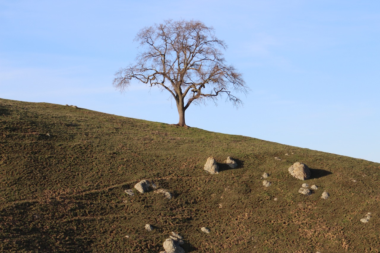 landscape outdoors tree free photo