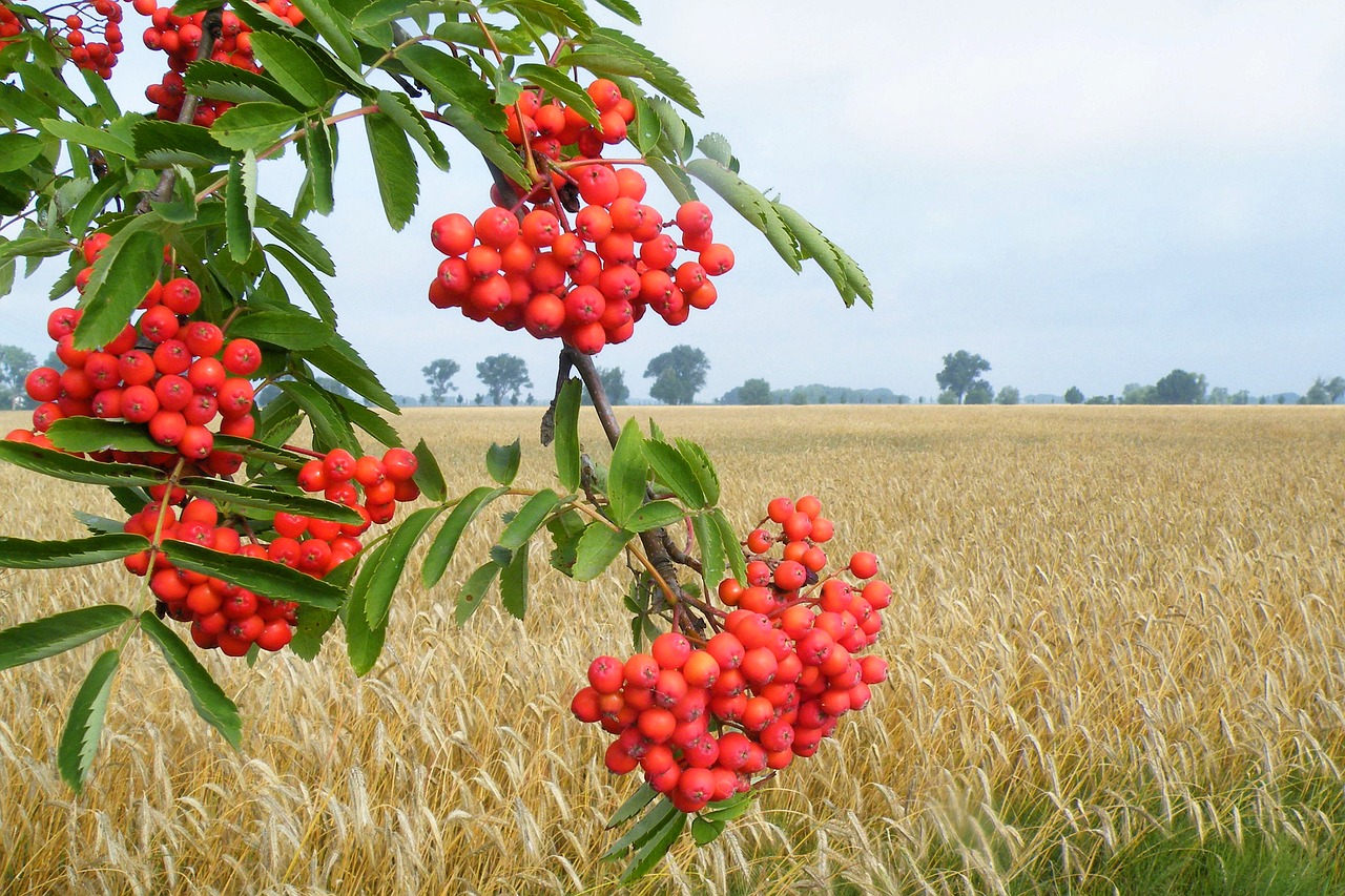 landscape wheat field berries free photo