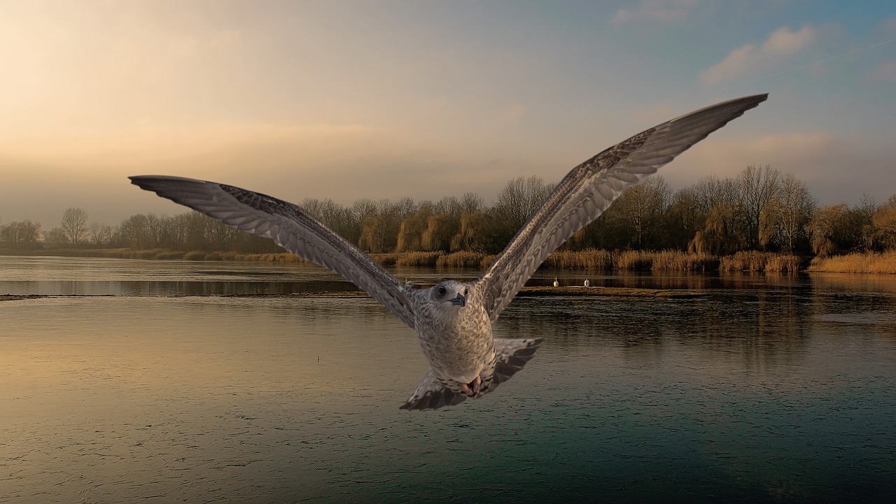 landscape lake bird free photo