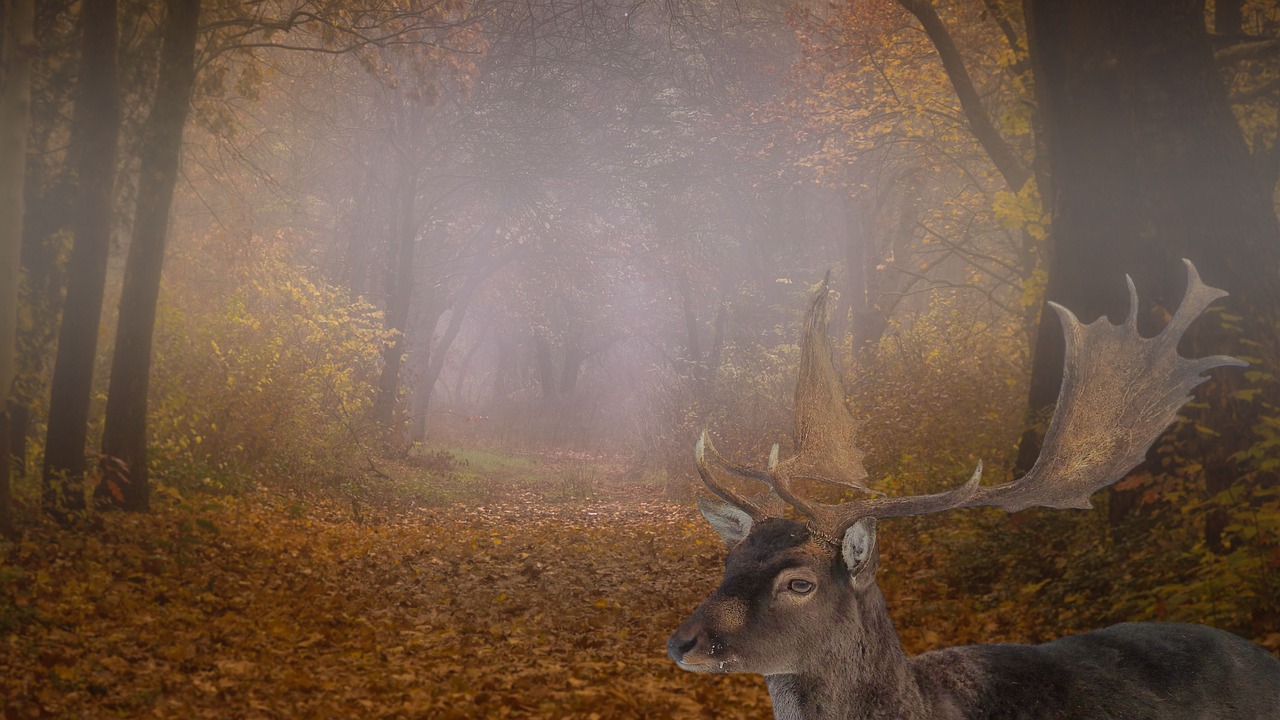 landscape forest fog free photo