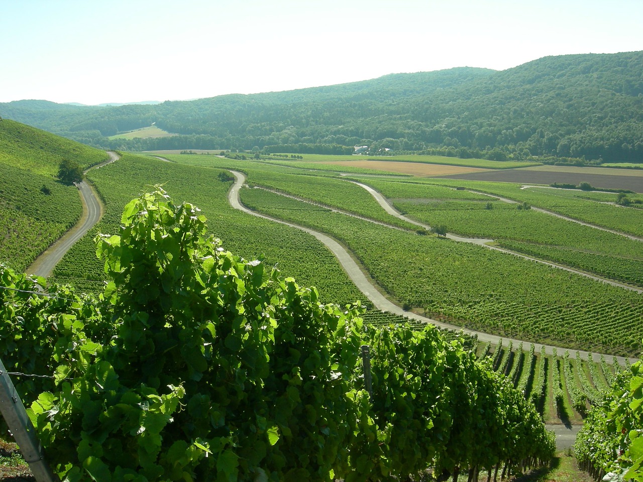 landscape vineyard wine free photo
