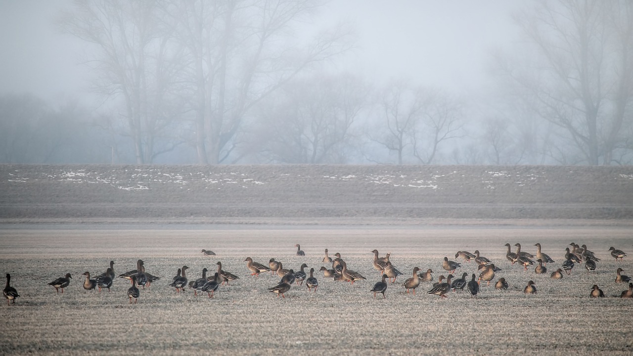 landscape fog geese free photo