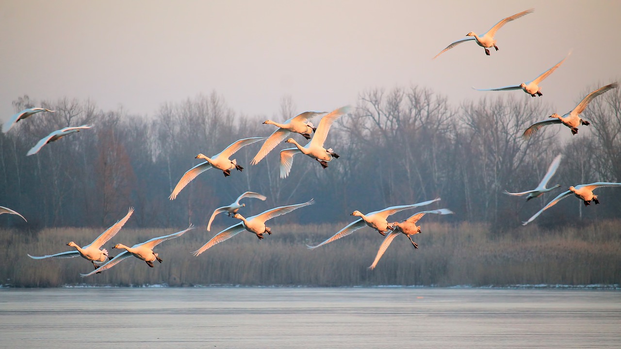 landscape fog birds free photo