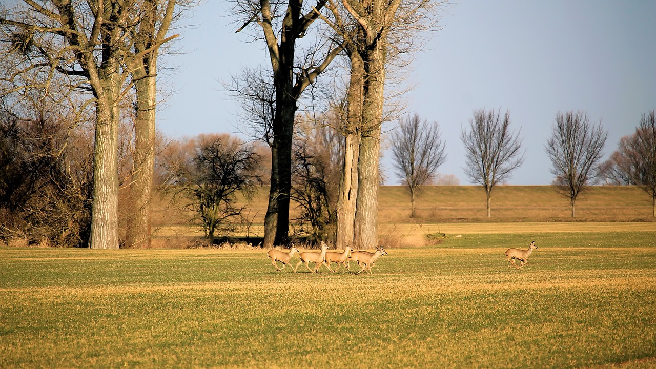 landscape trees deer free photo