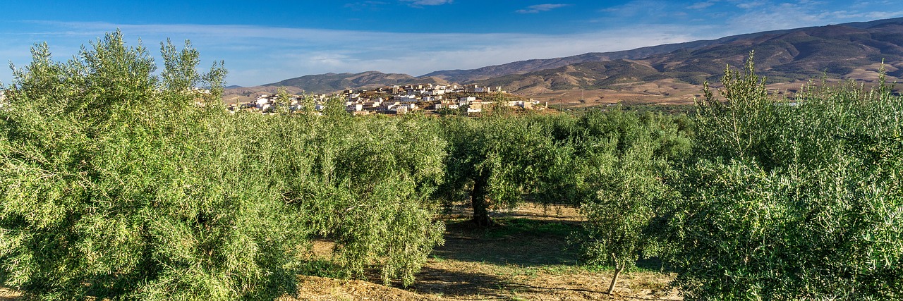 landscape travel olive trees free photo