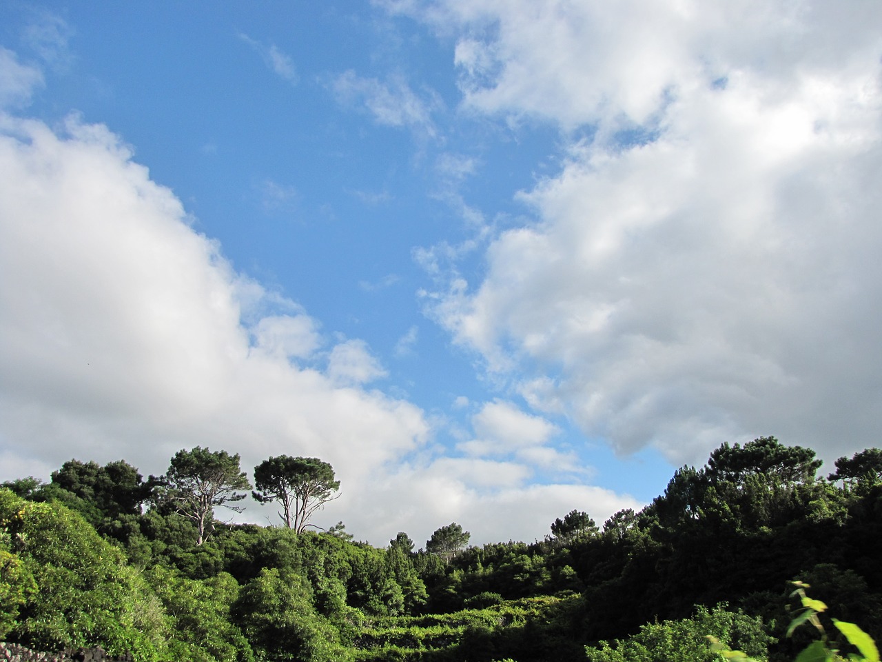 landscape trees sky free photo