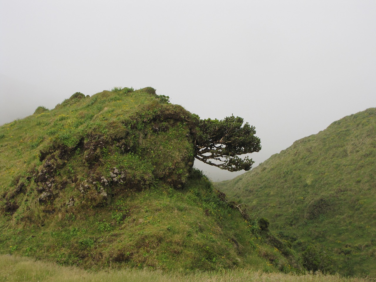 landscape fog green free photo