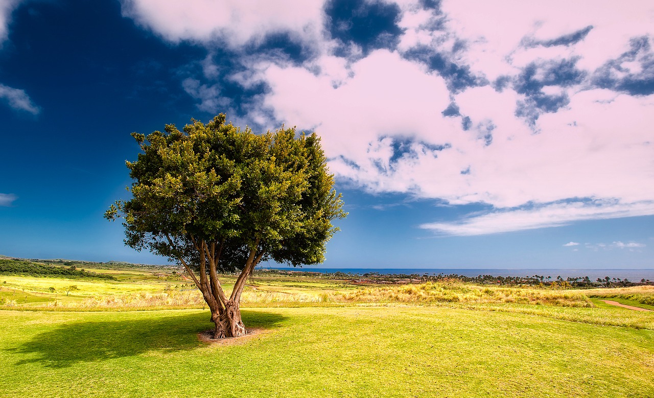 landscape scenic tree free photo