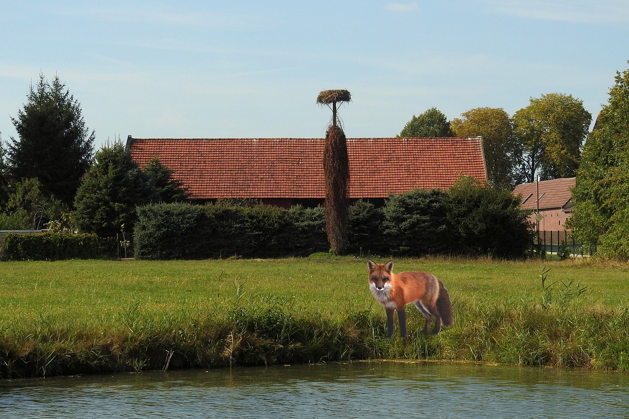 landscape meadow water free photo