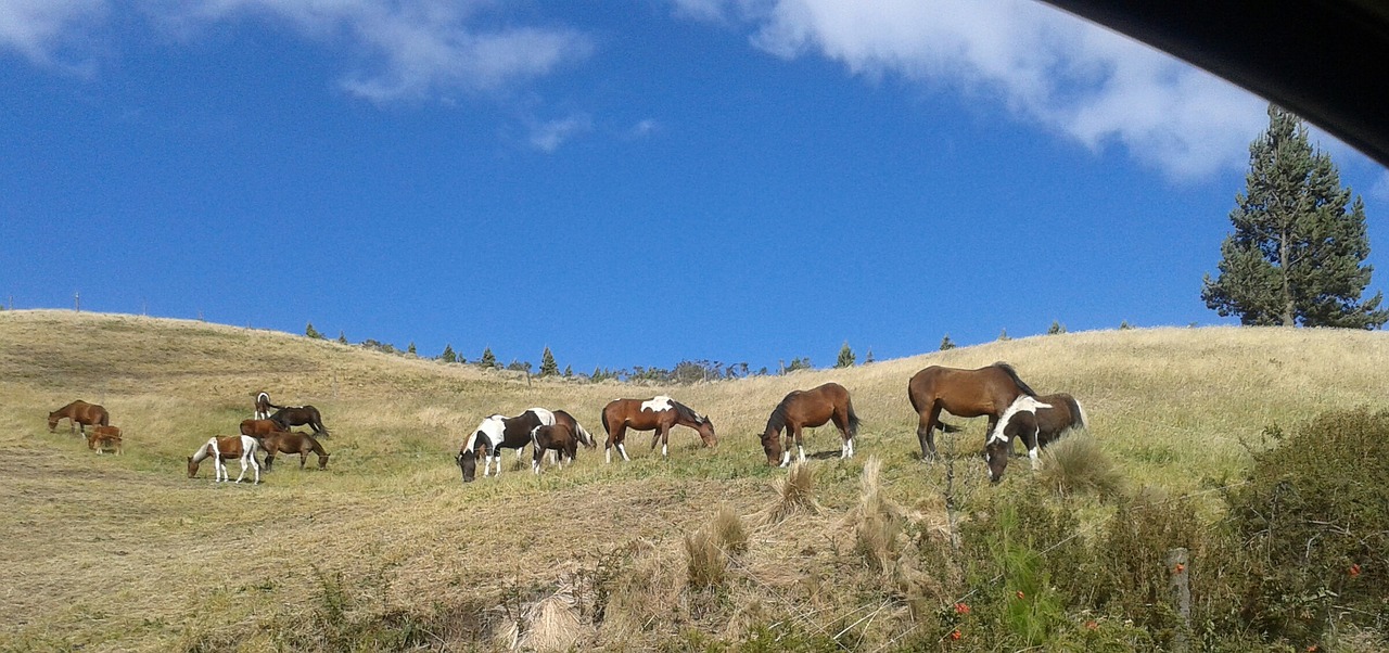 landscape nature horses free photo