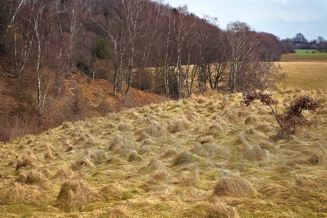 landscape nature meadow free photo