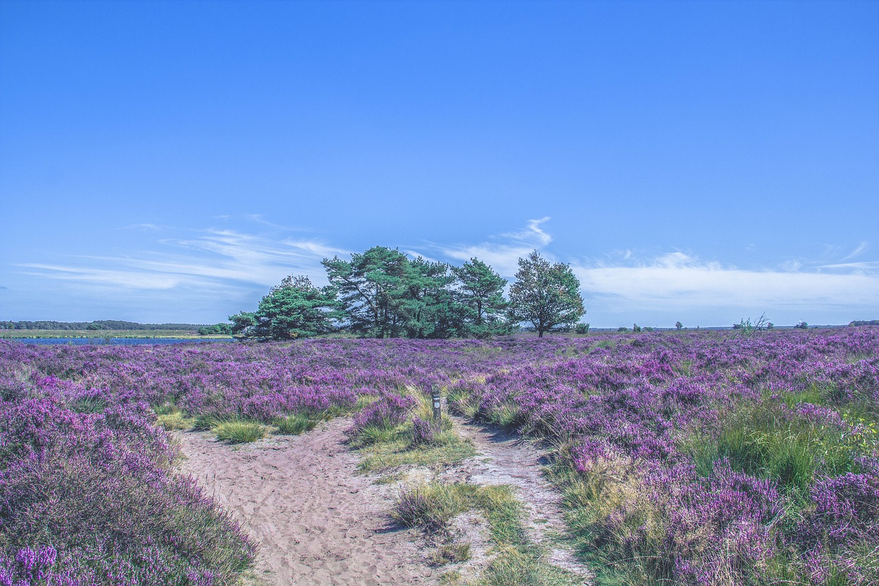 landscape purple trees free photo