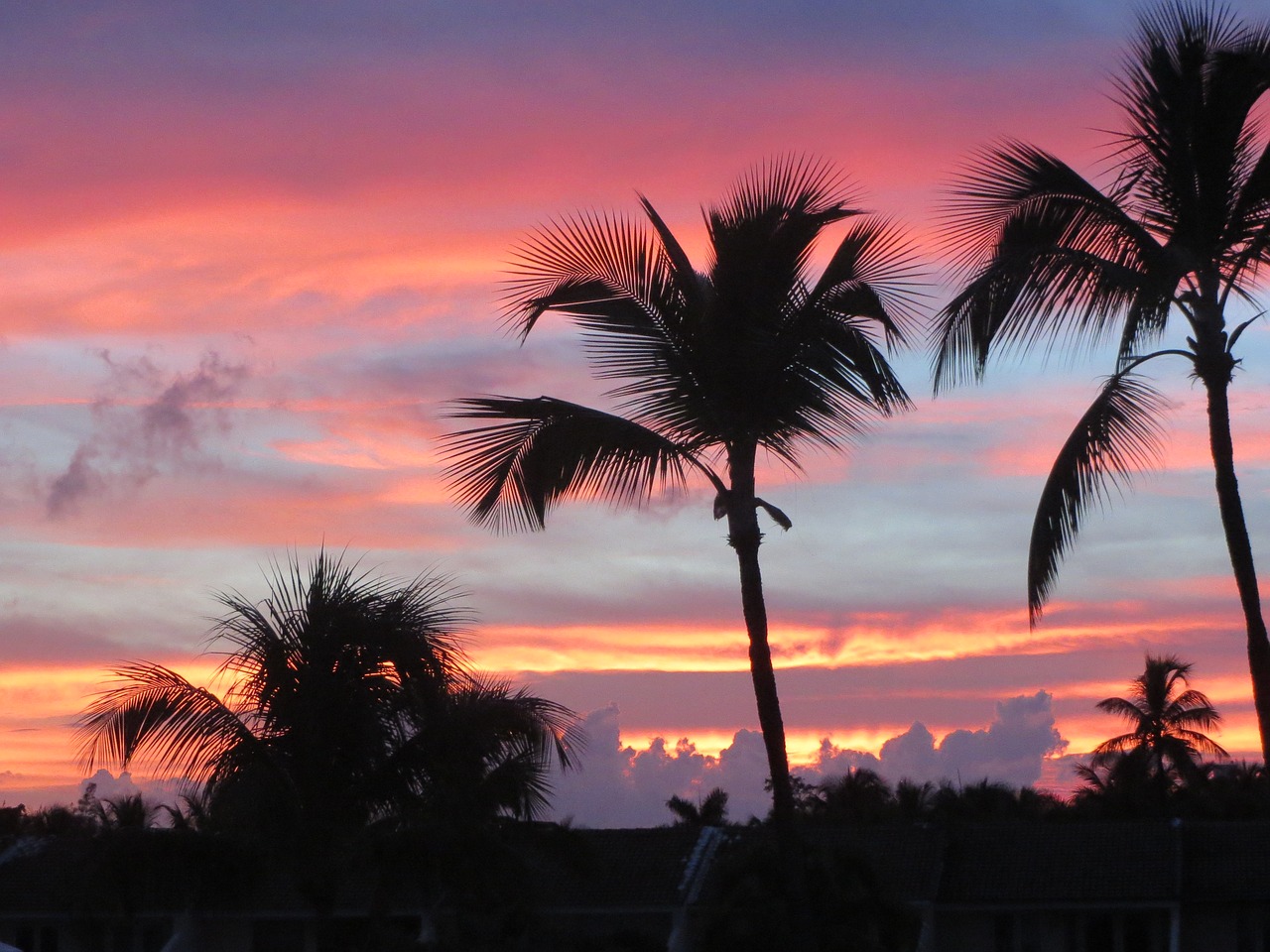 landscape sunset palm trees free photo