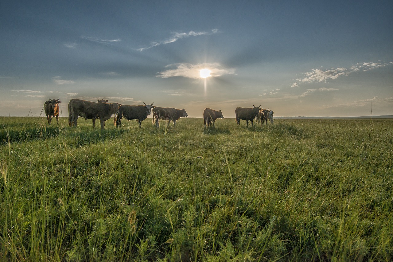 landscape mongolia dornodo free photo