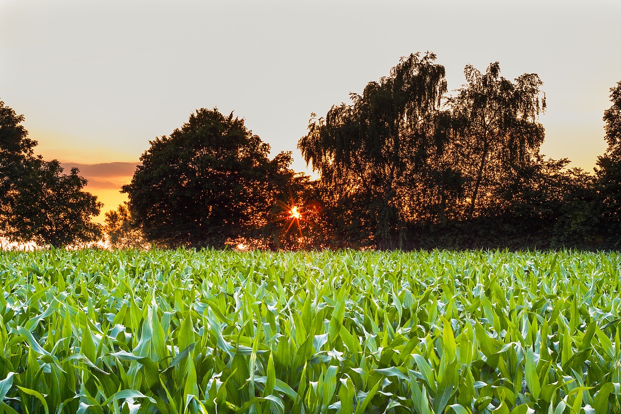 landscape corn sun free photo