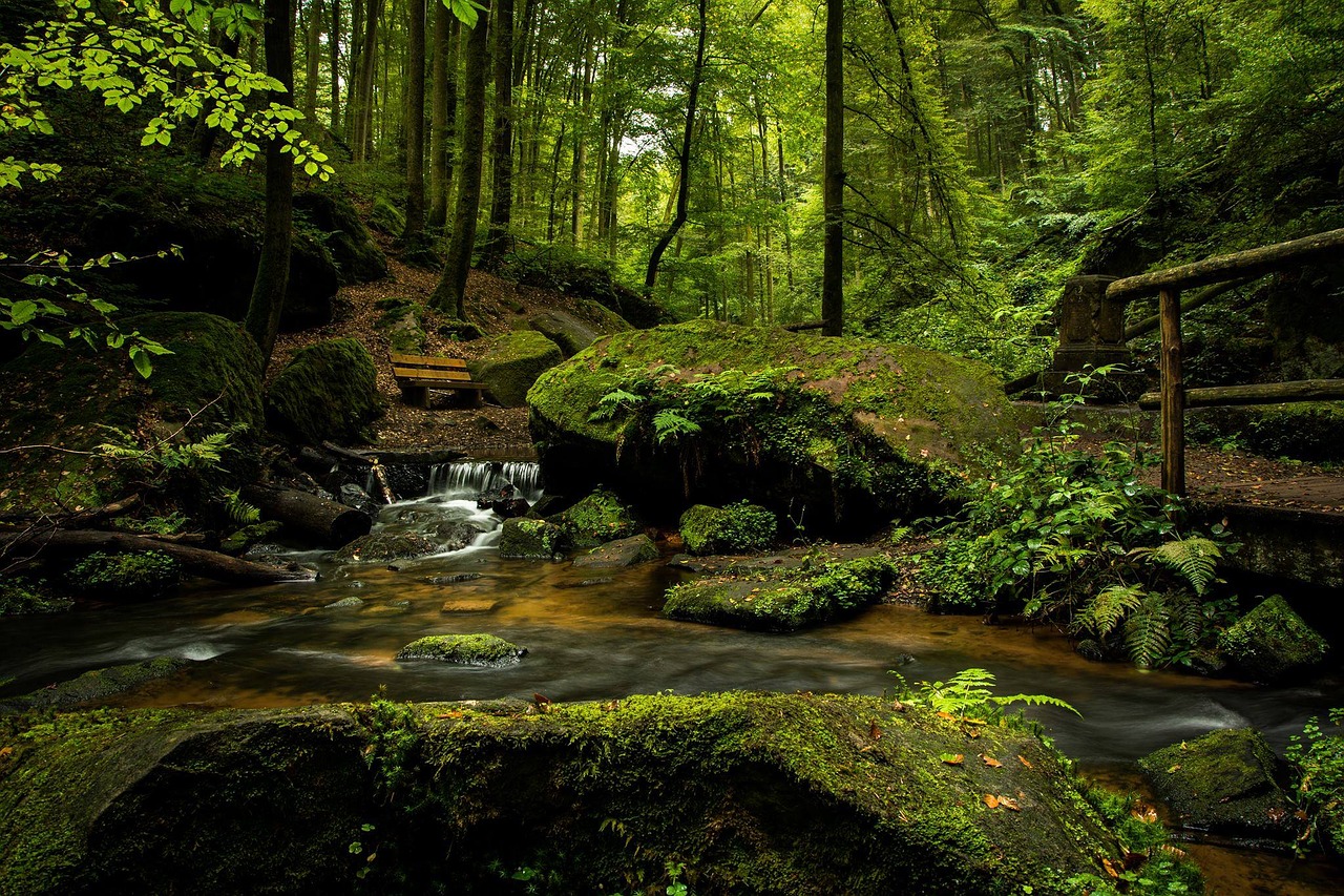 landscape forest spring free photo