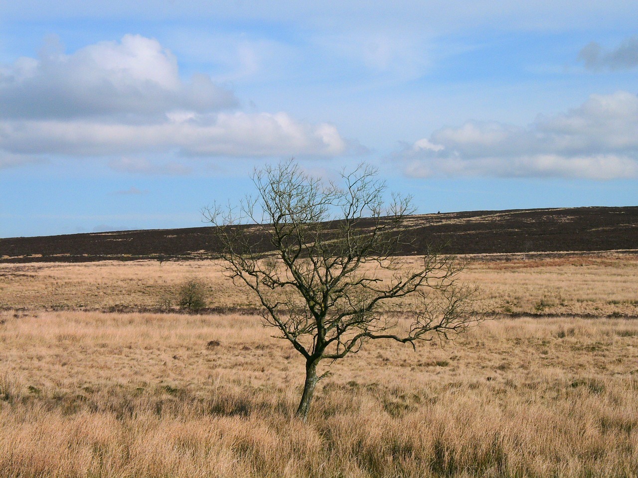 landscape tree sky free photo