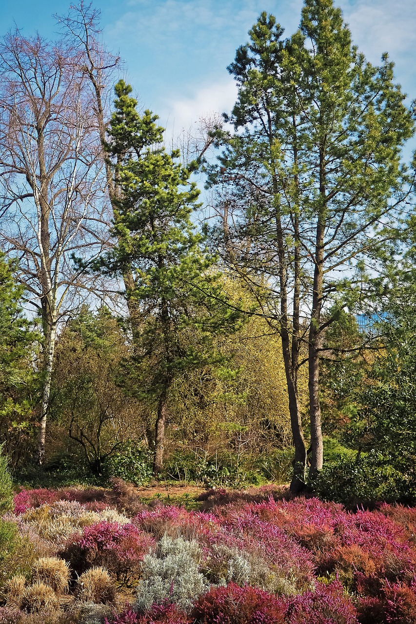 landscape spring heide free photo