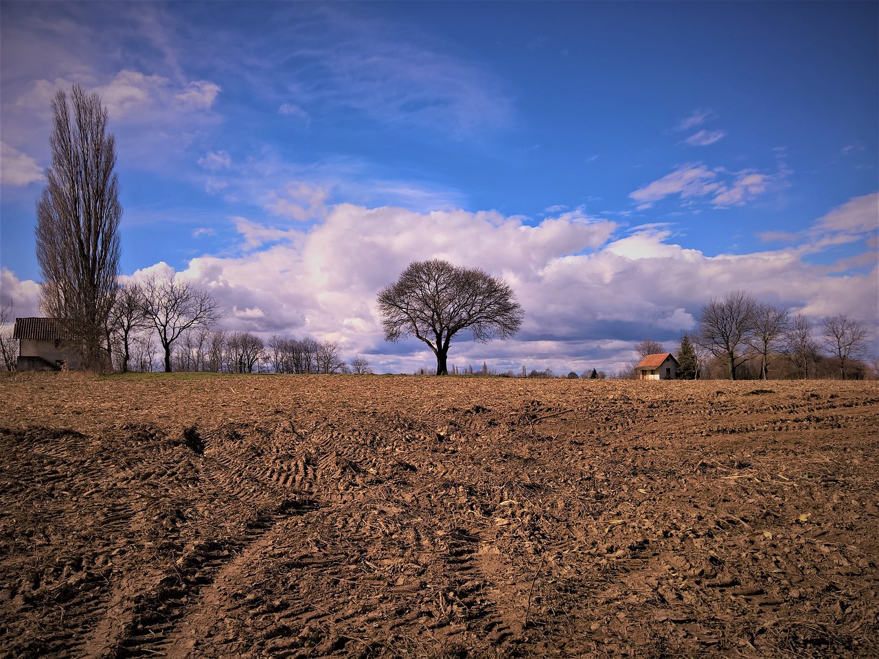 landscape trees sky free photo