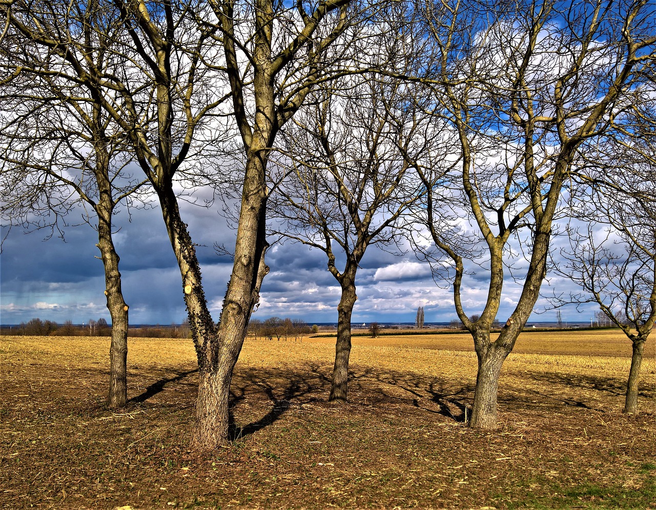 landscape trees spring is back free photo