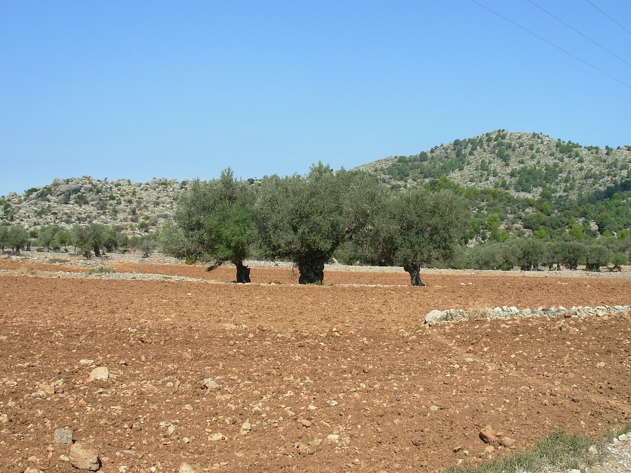 landscape trees red free photo