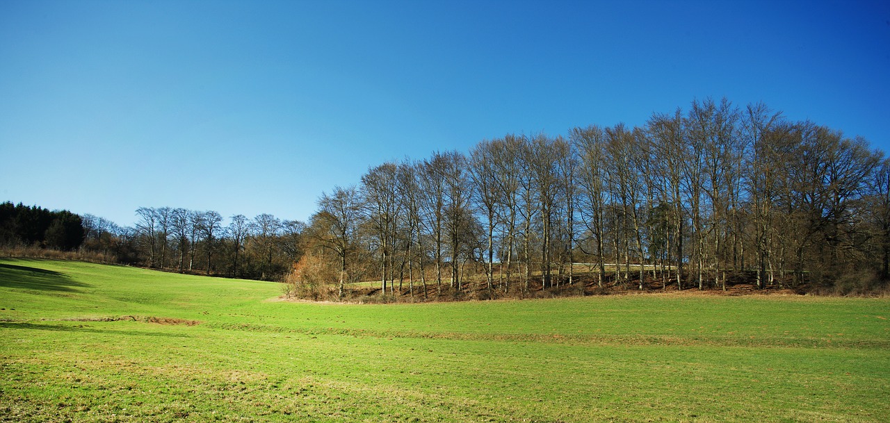 landscape forest glade free photo