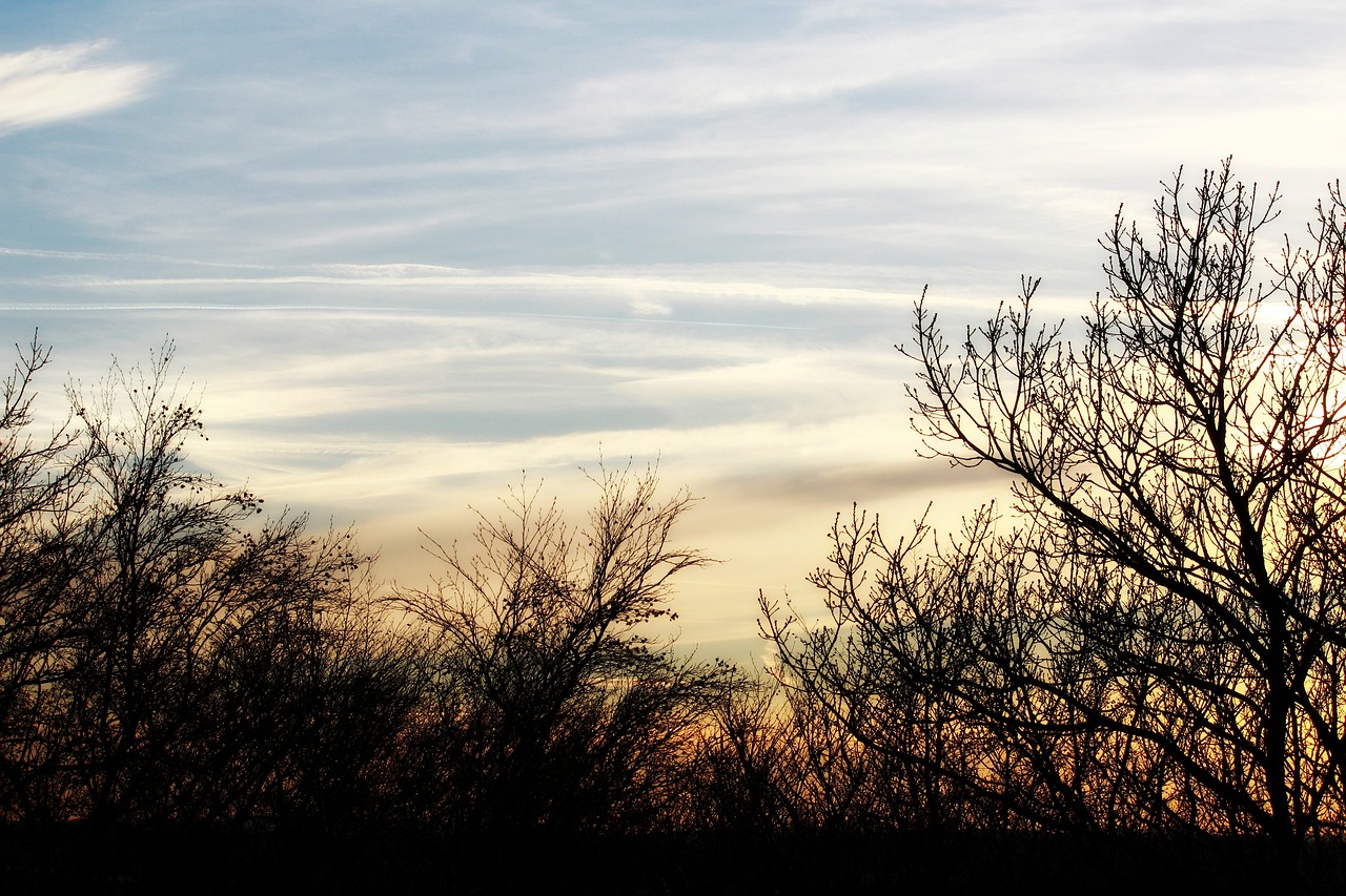 landscape trees silhouette free photo