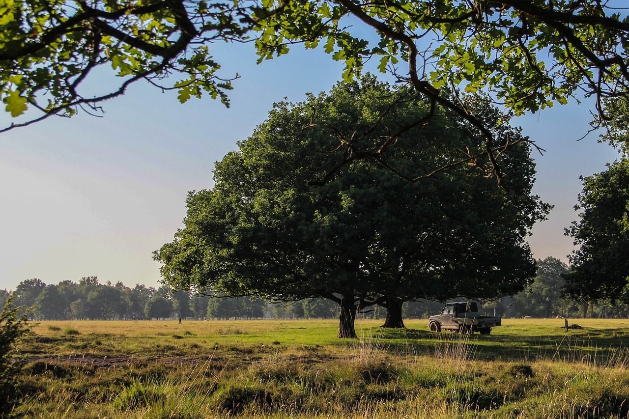 landscape car tree free photo