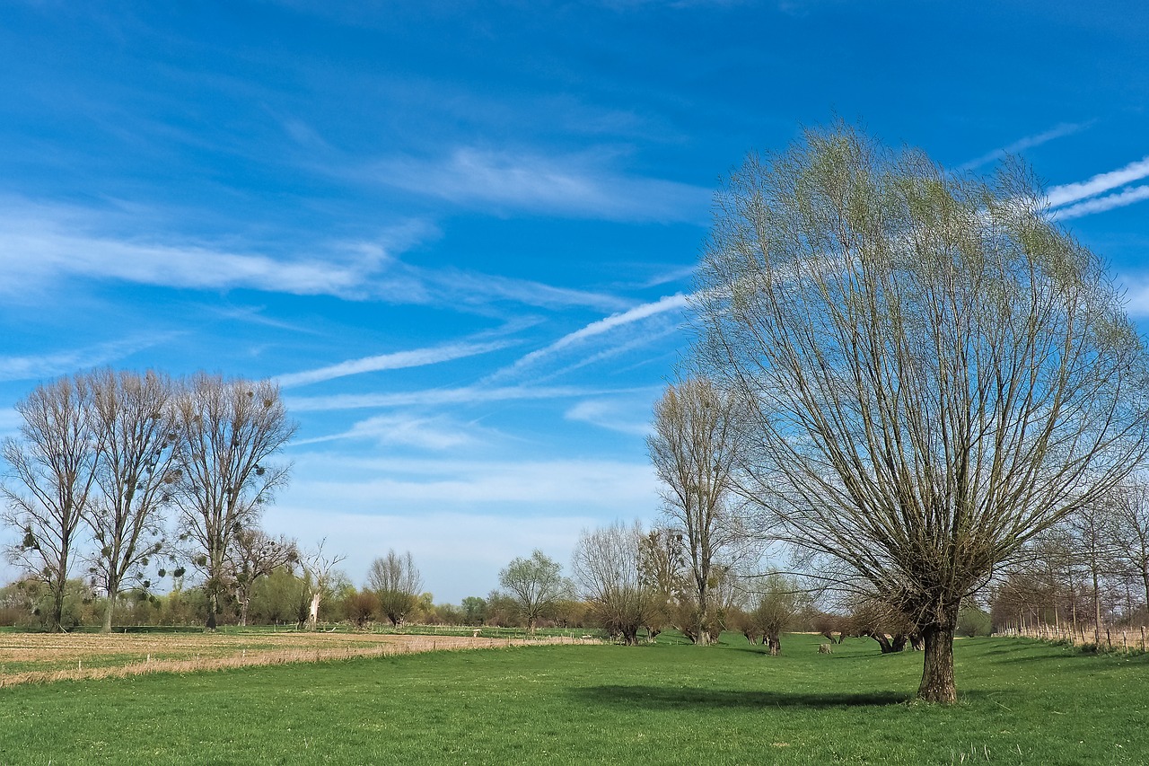 landscape meadowlands trees free photo