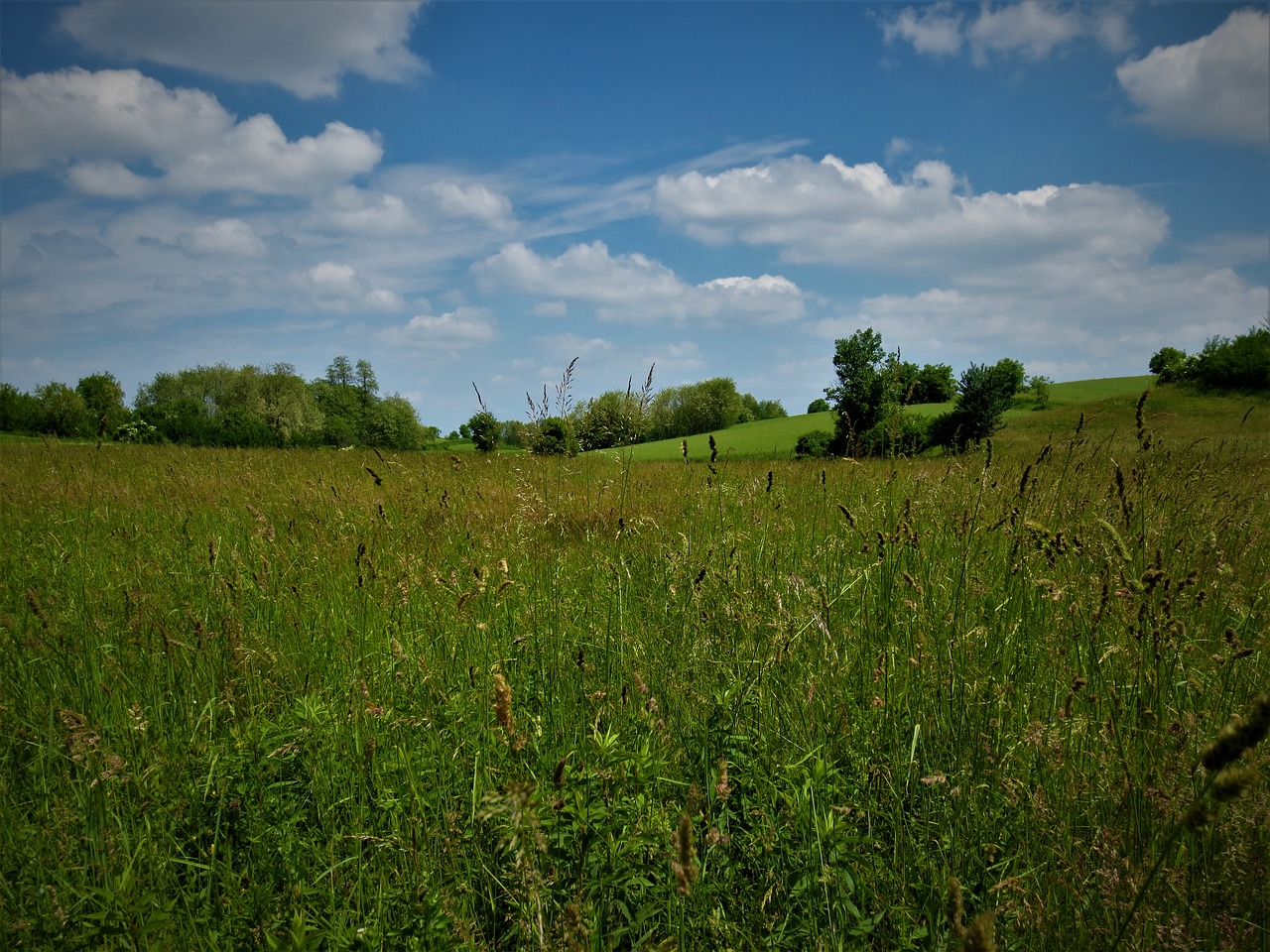 landscape nature my green valley free photo