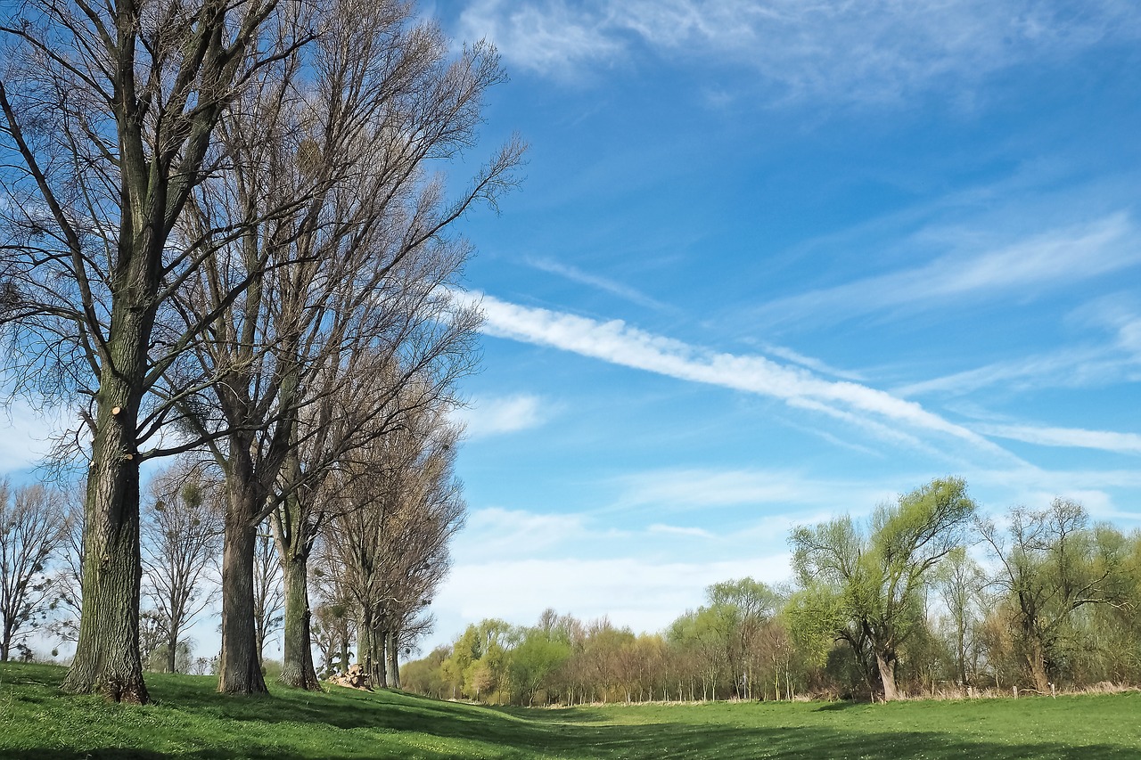 landscape meadowlands trees free photo