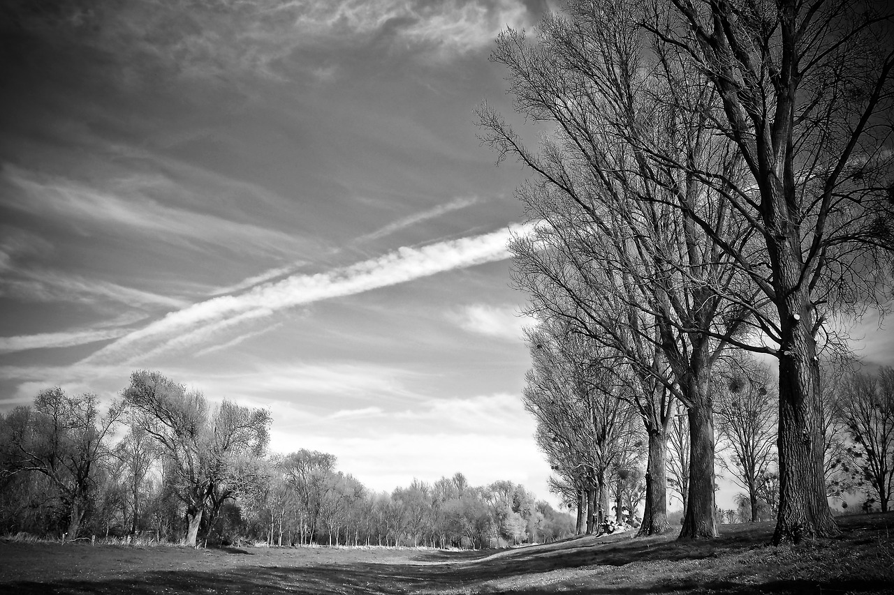 landscape meadowlands trees free photo