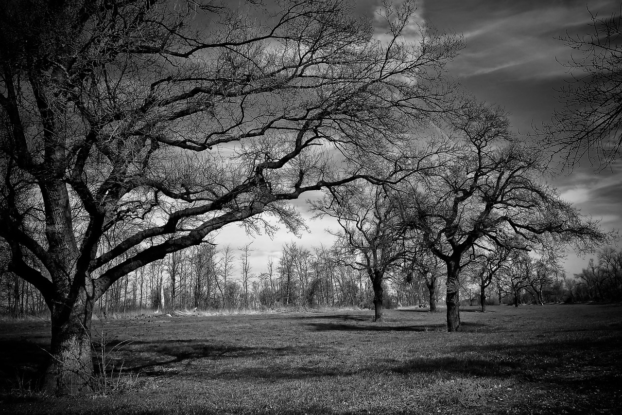 landscape meadowlands trees free photo