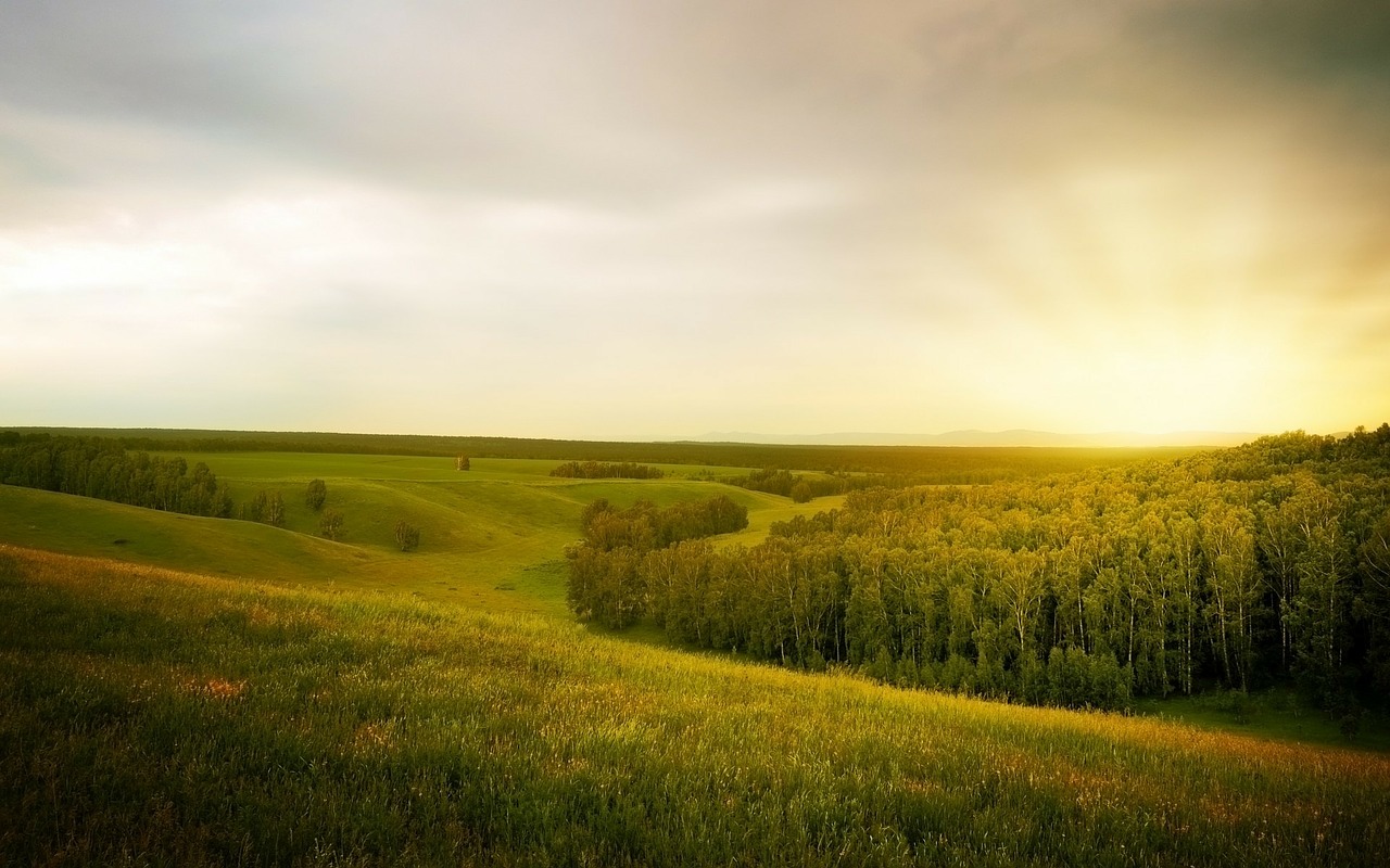 landscape forest open space free photo